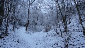 Winter 2012 (2) - Klein