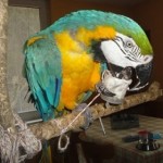 Apothekenmaß (2) - Klein