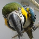 Gö do schaust - Klein