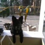 Fenstergucker2_Slider
